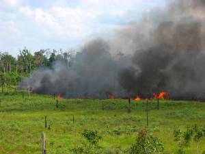 Fire roars across landscape in eastern part of Tanjung Puting National Park